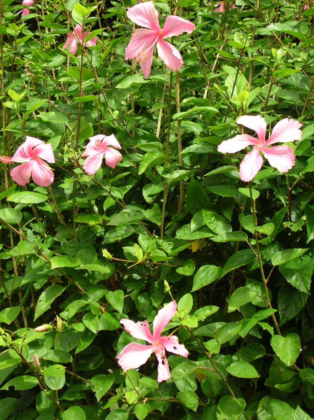 Ảnh bông dâm bụt lưu giữ nét đẹp quen thuộc