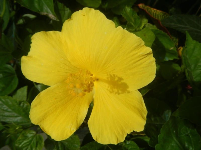 Background hoa dâm bụt mang sắc màu hoài niệm