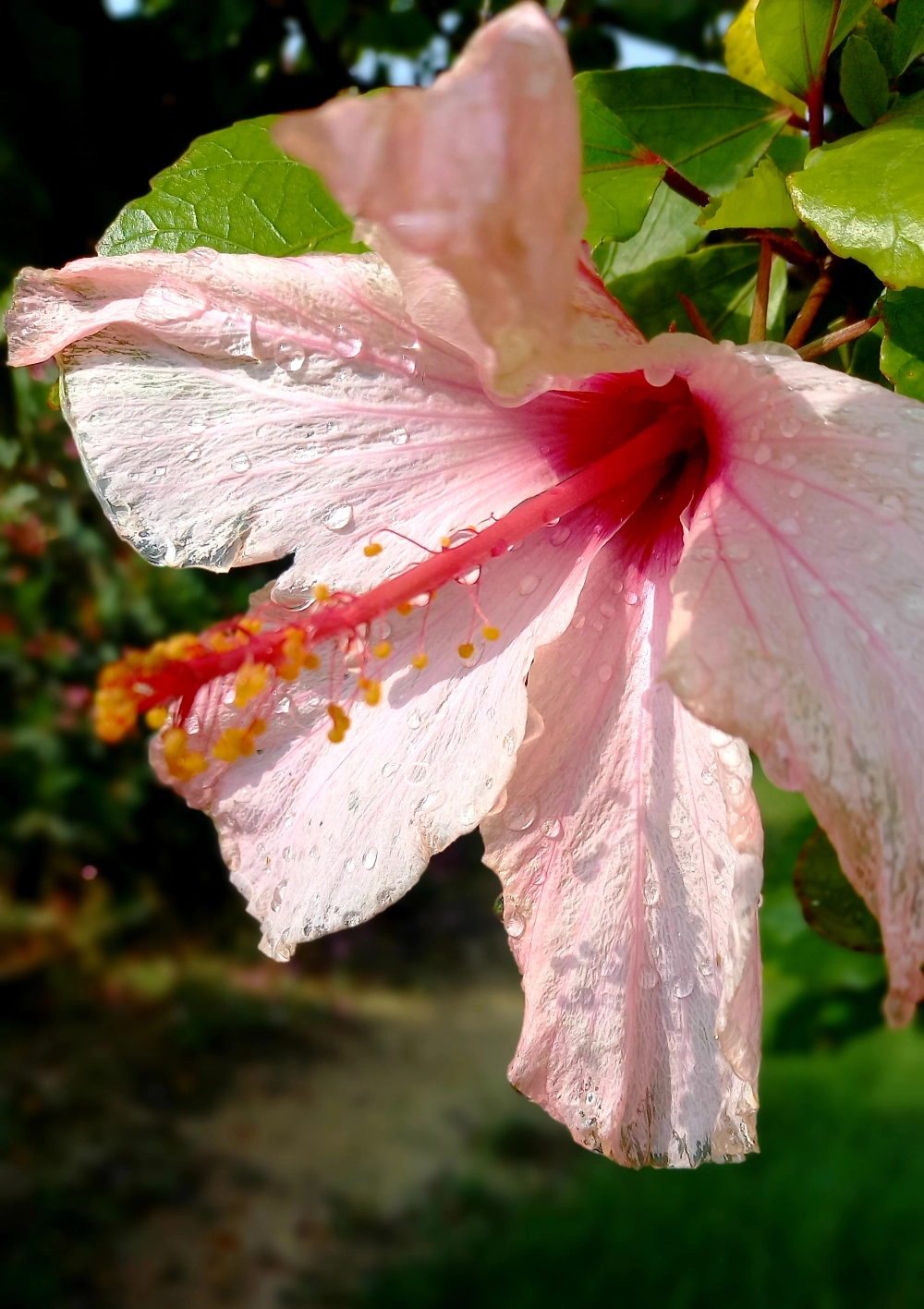 Nụ hoa dâm bụt e ấp chờ ngày bung nở