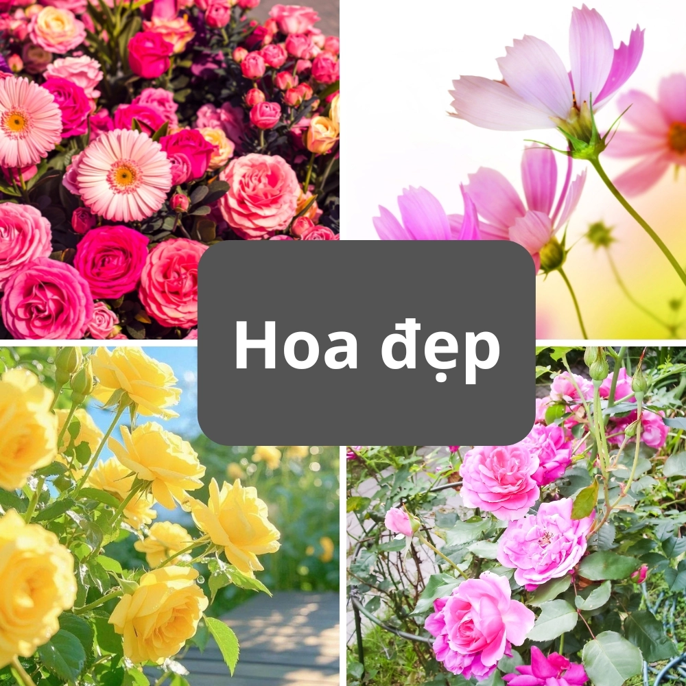 Thế giới các loài hoa đẹp rực rỡ sắc màu