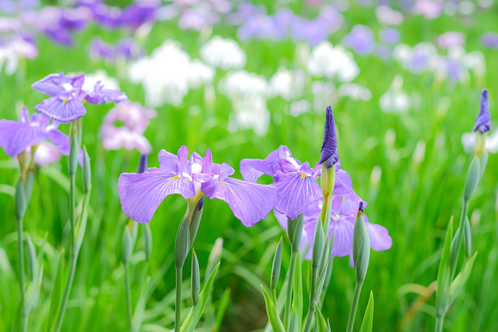 Hoa diên vĩ mang vẻ đẹp thanh cao đầy cuốn hút