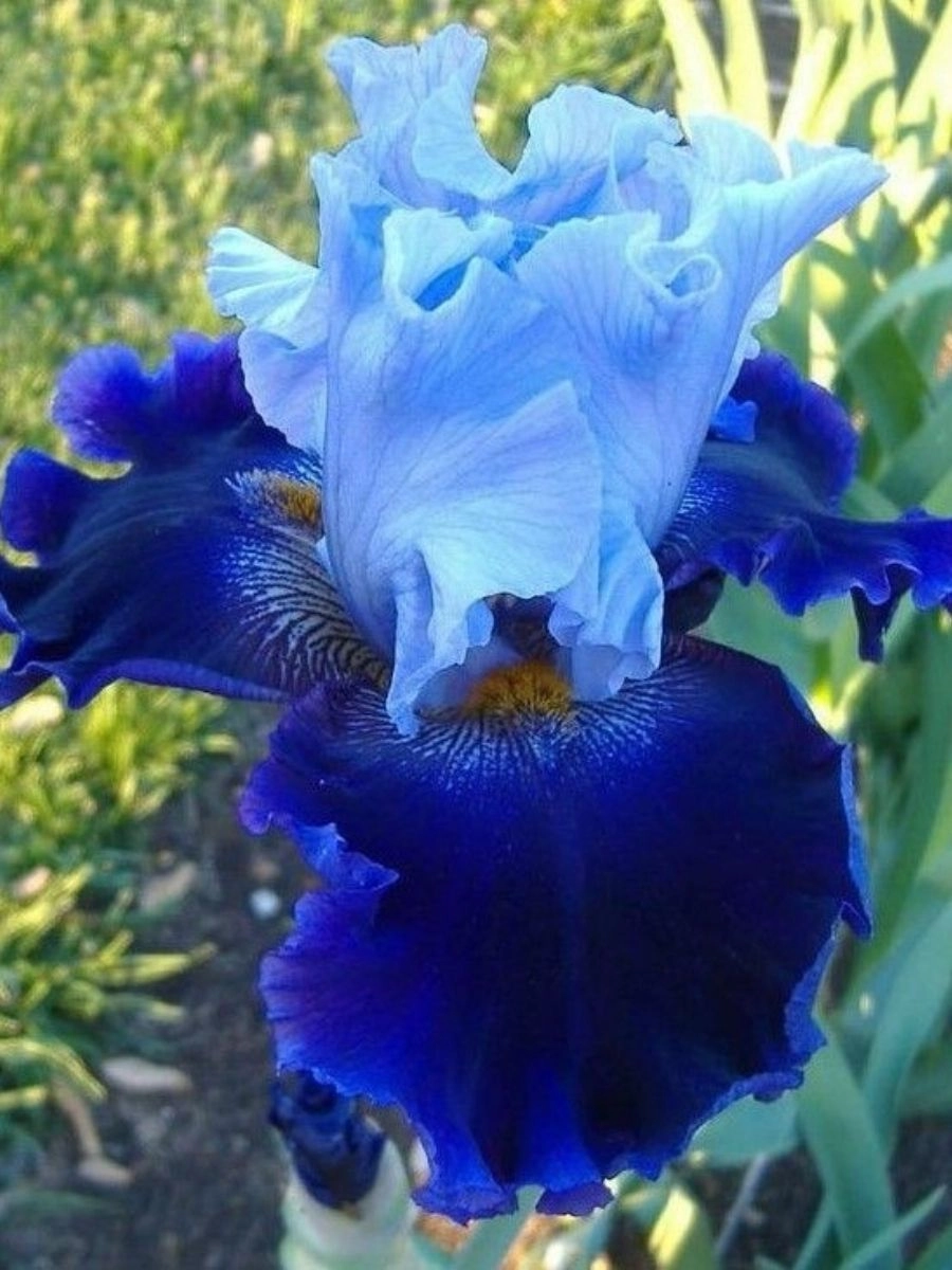 Đặc điểm hoa diên vĩ nổi bật với cánh hoa độc đáo