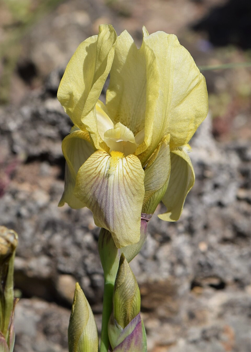 Công dụng hoa diên vĩ được ứng dụng trong đời sống