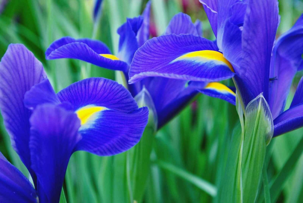 Biểu tượng hoa diên vĩ đại diện trí tuệ và hy vọng