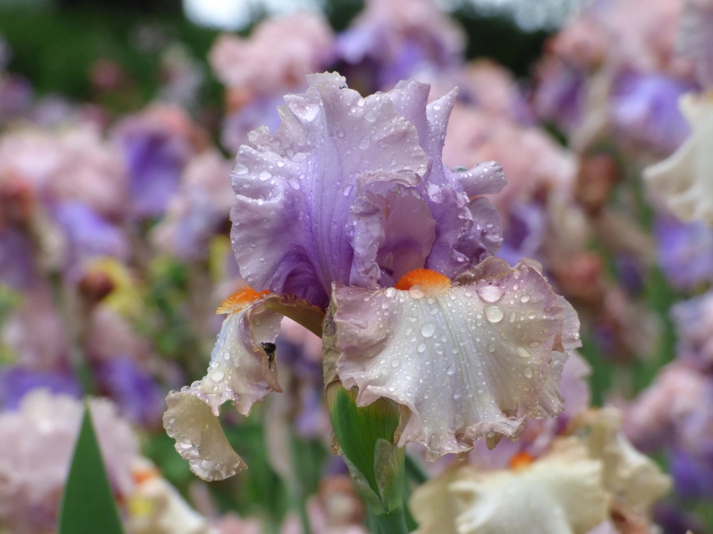 Hình ảnh hoa iris thể hiện nét đẹp châu Âu cổ điển