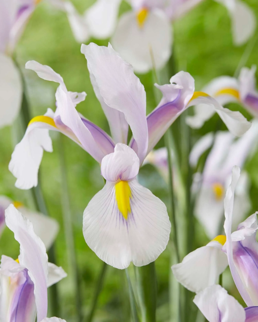 Ảnh đẹp hoa diên vĩ tôn vinh vẻ đẹp tự nhiên