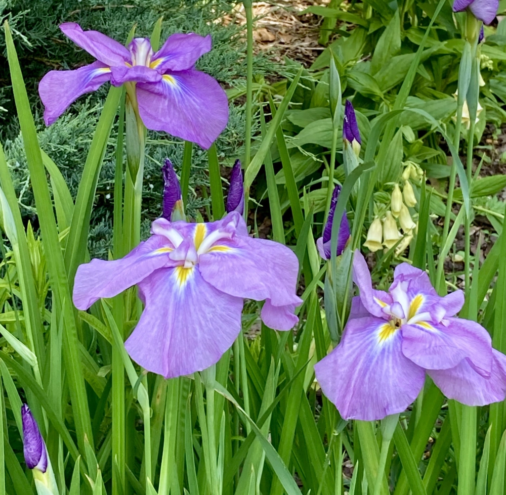 Hương hoa diên vĩ dịu nhẹ lan tỏa cảm xúc