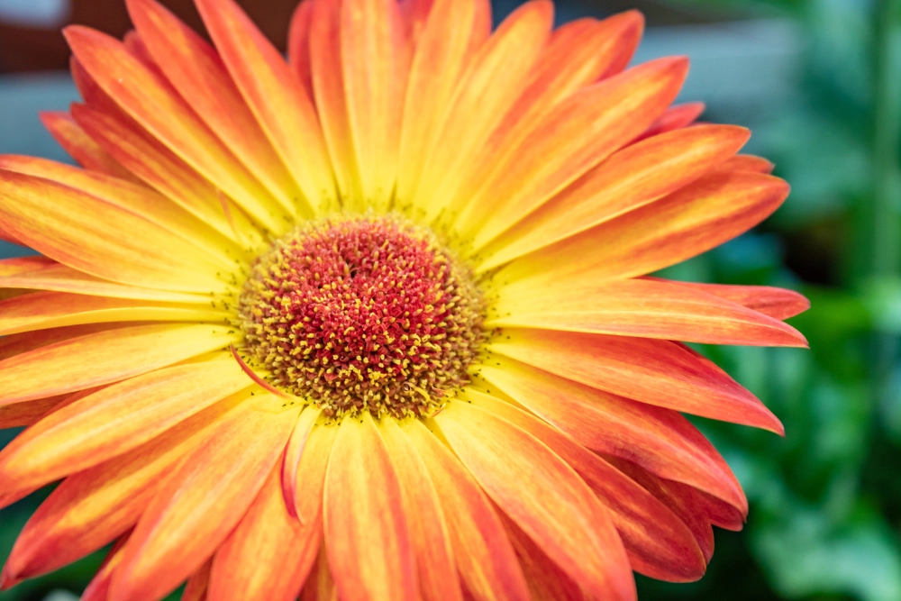 Hoa đồng tiền cổ mang nét đẹp hoài niệm