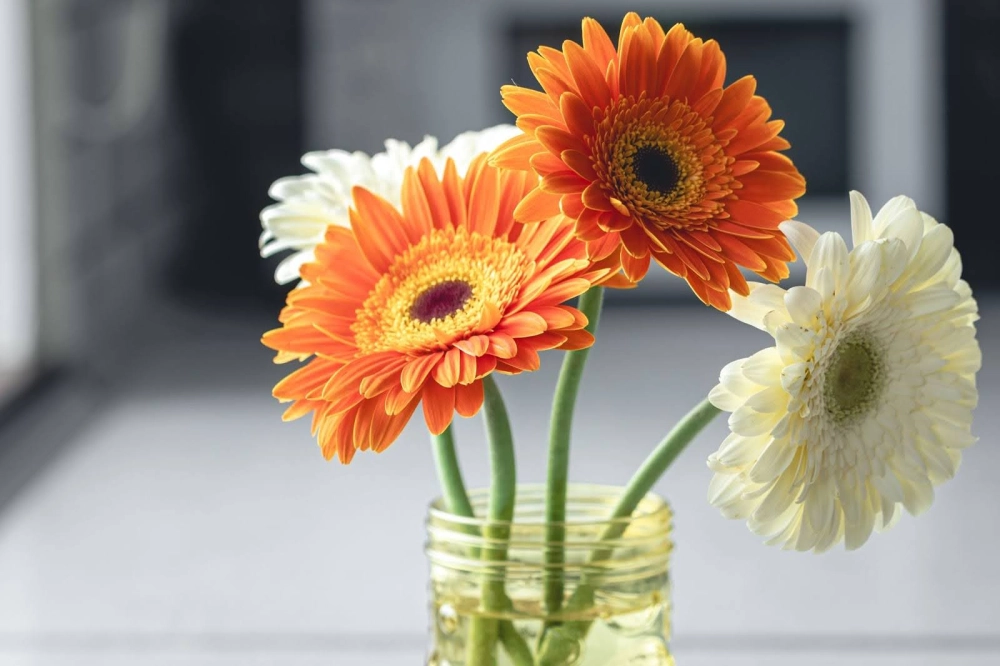 Hoa đồng tiền lùn nhỏ xinh phù hợp trang trí bàn