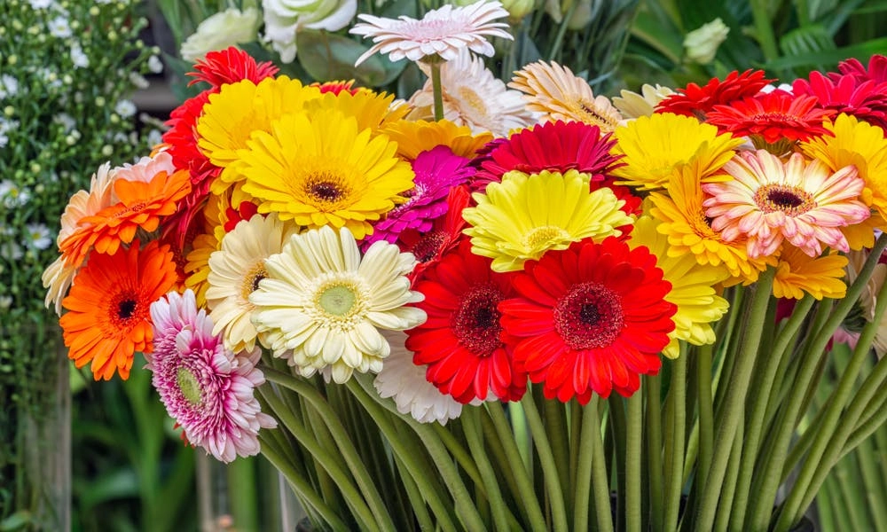 Hoa đồng tiền đẹp nhất khoe trọn sắc xuân