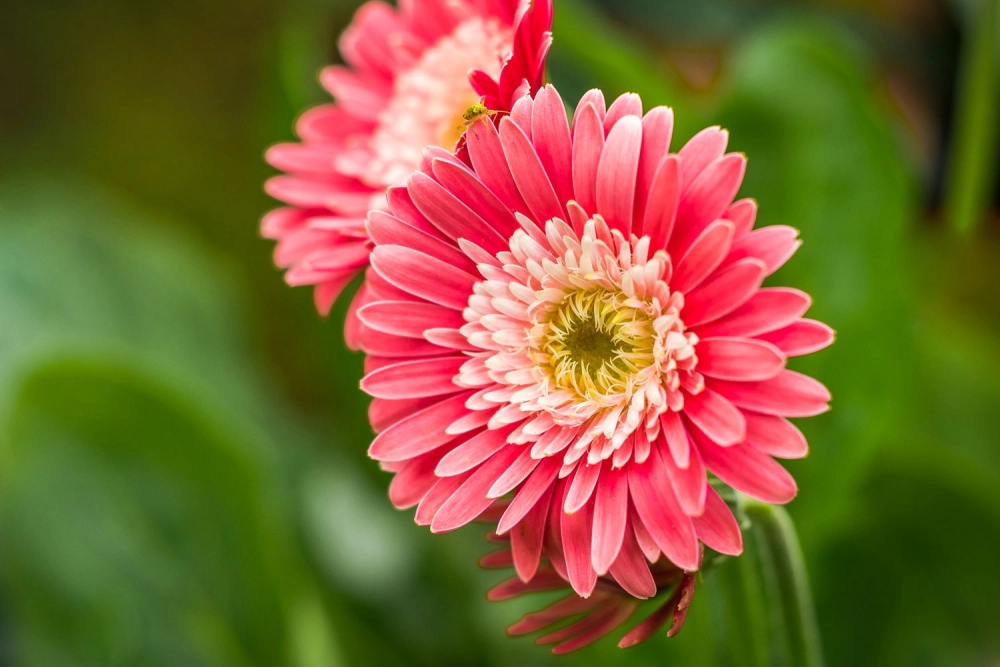 Background hoa đồng tiền giàu cảm hứng thẩm mỹ