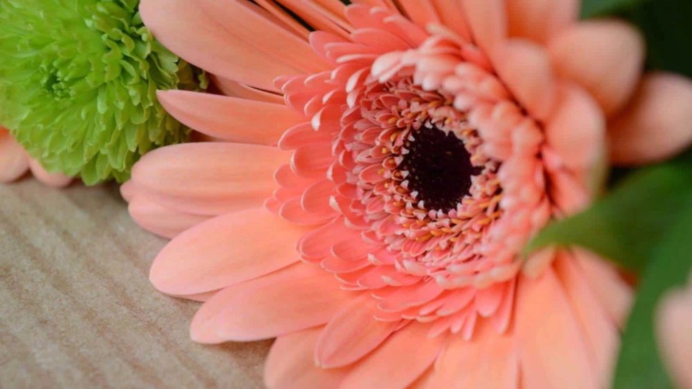 Xem hoa đồng tiền để cảm nhận niềm vui