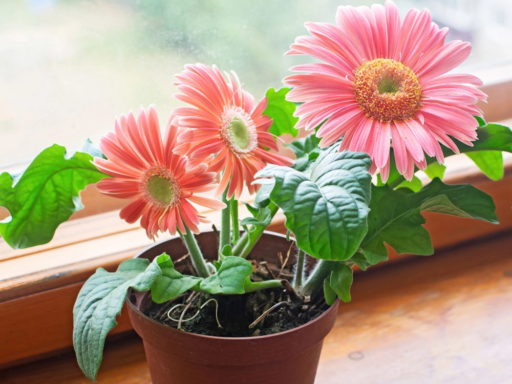 Ảnh hoa đồng tiền lưu giữ khoảnh khắc rực rỡ