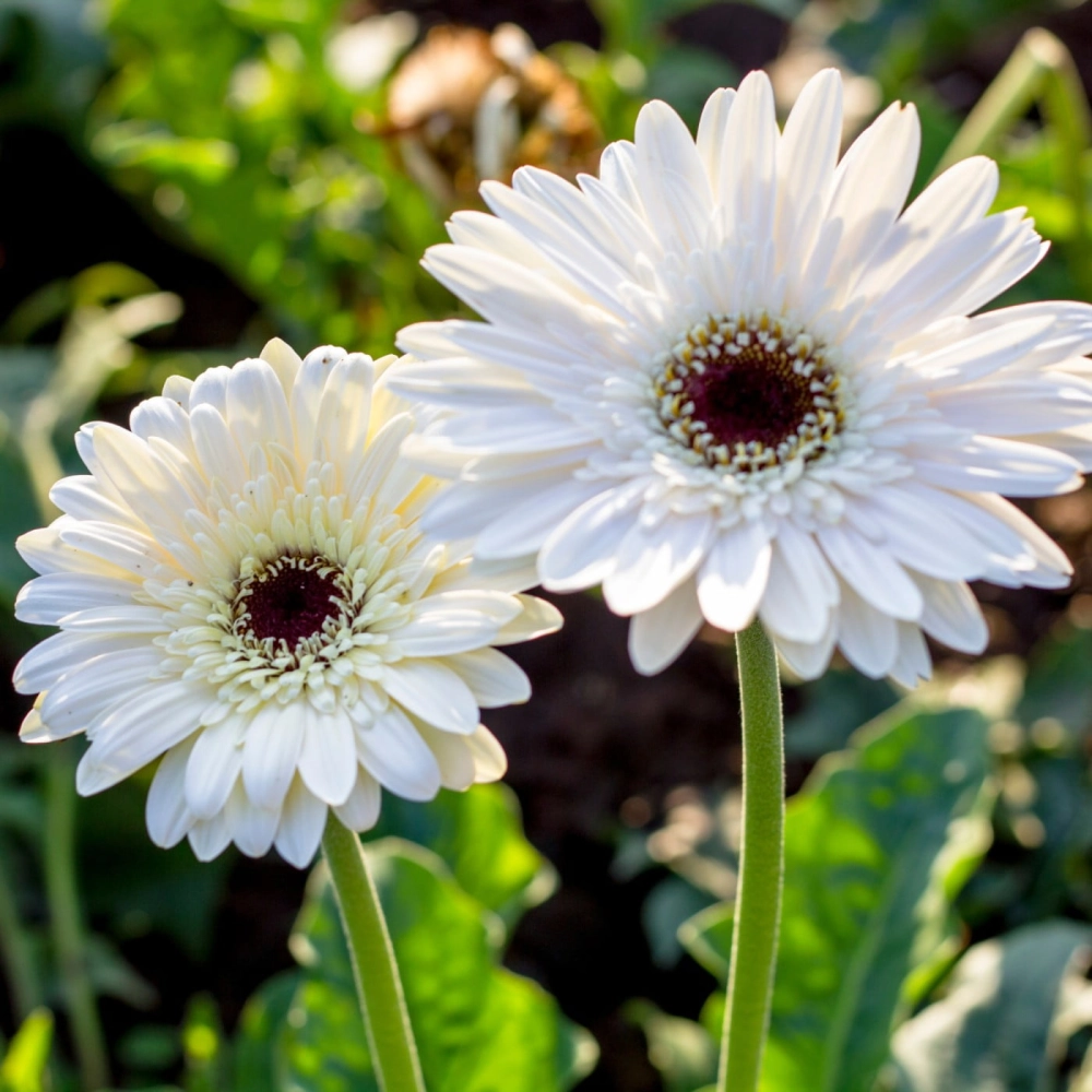 Bông hoa đồng tiền căng tràn sức sống