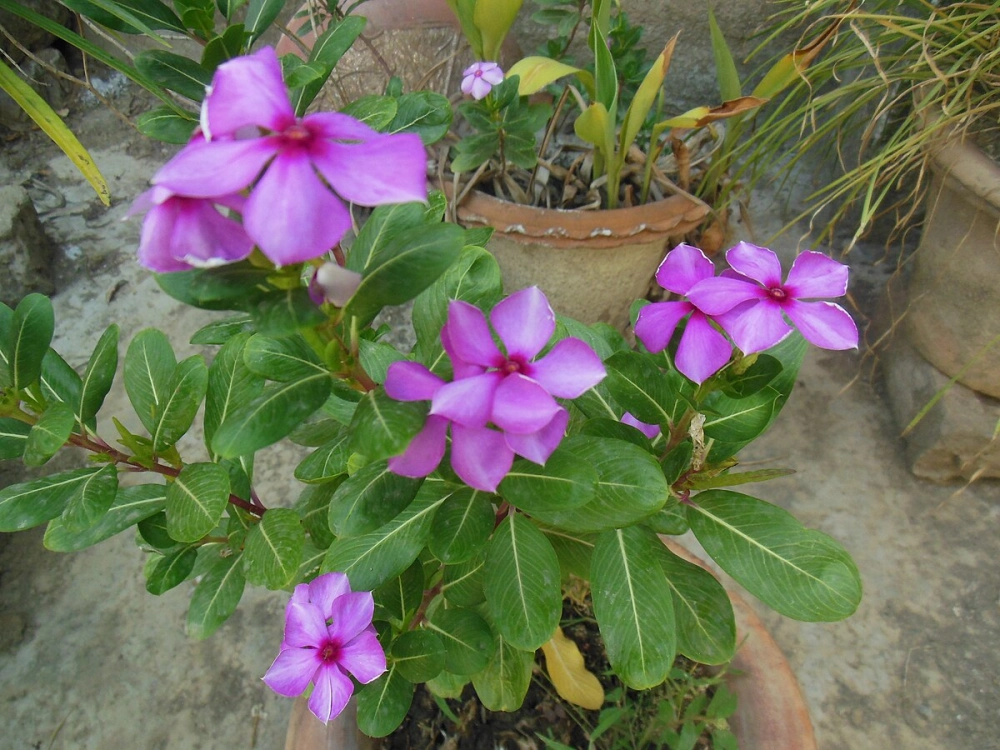 Cây hoa dừa cạn phủ màu tươi sáng