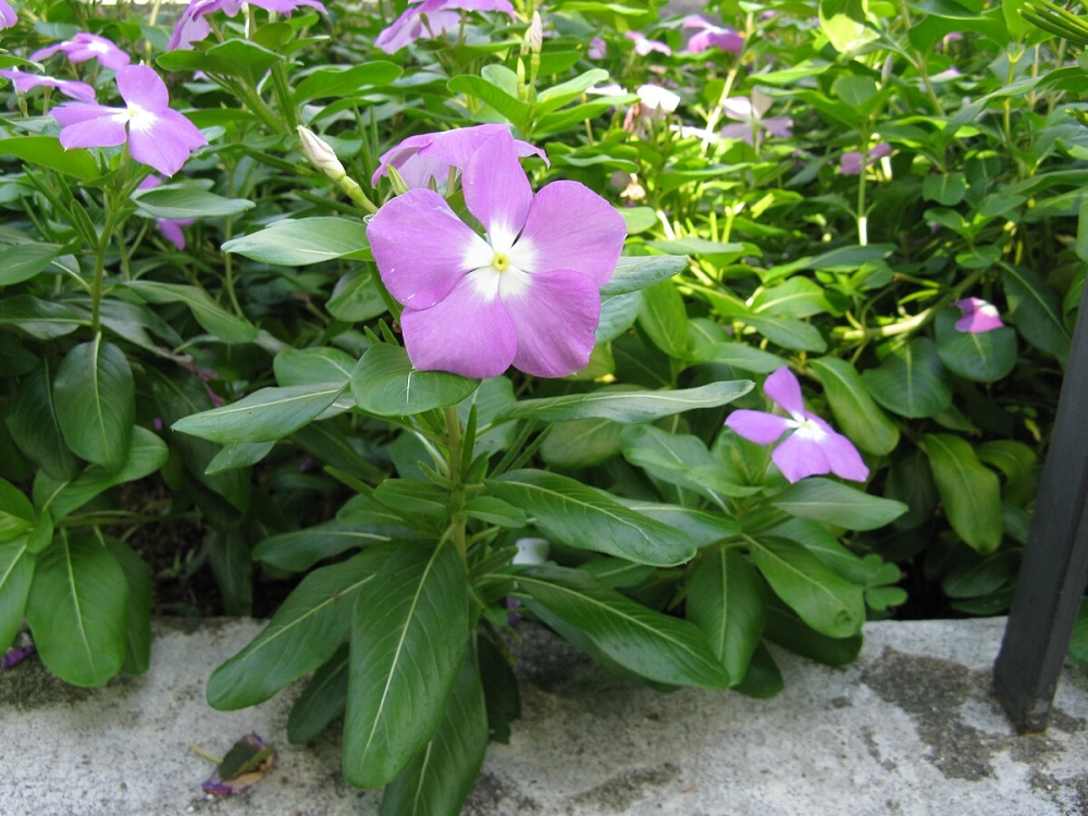 Hình ảnh hoa dừa cạn tươi tắn gần gũi