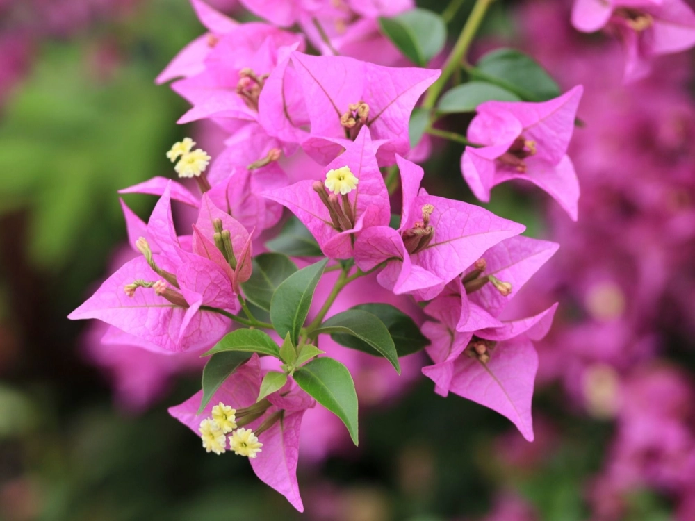 Hoa giấy khoe sắc rực rỡ giữa nắng trời