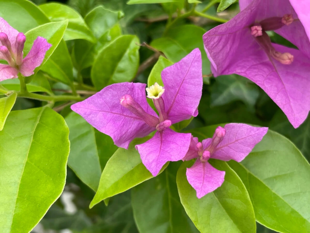 Cây hoa giấy vươn mình tạo nét duyên sân vườn