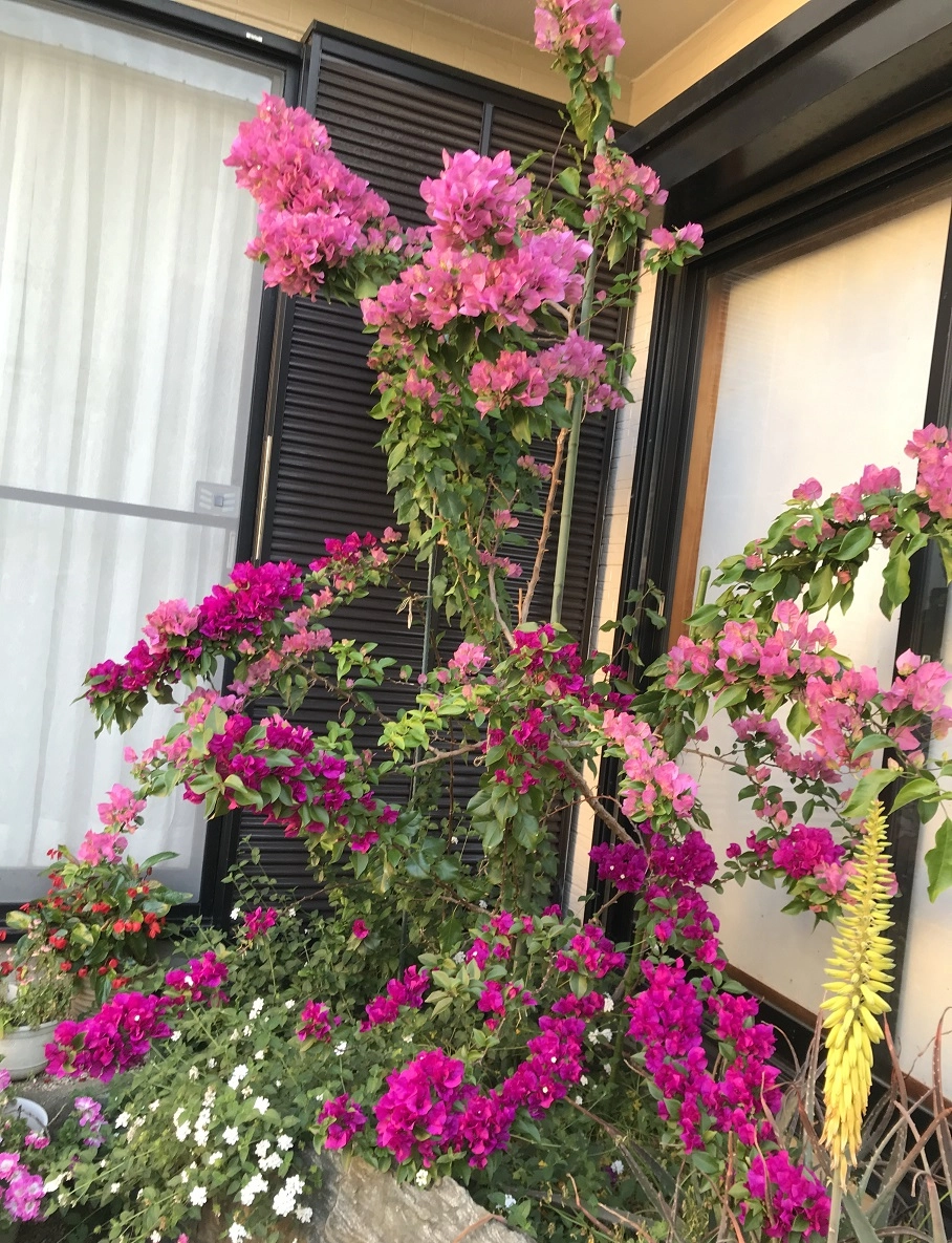 Gốc hoa giấy già mang nét đẹp thời gian