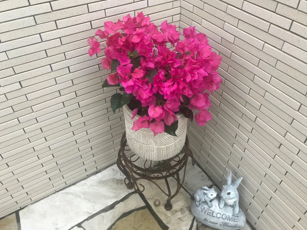 Xem ảnh hoa giấy để cảm nhận sắc màu