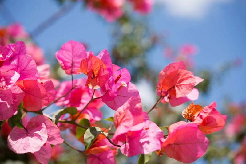 Khung cảnh hoa giấy ngập tràn ánh nắng