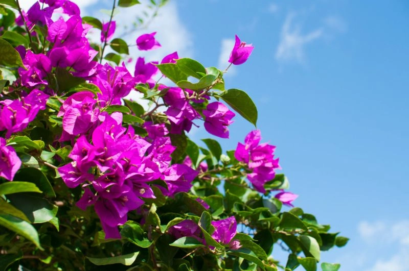 Hoa giấy cổ thụ nổi bật giữa không gian xanh