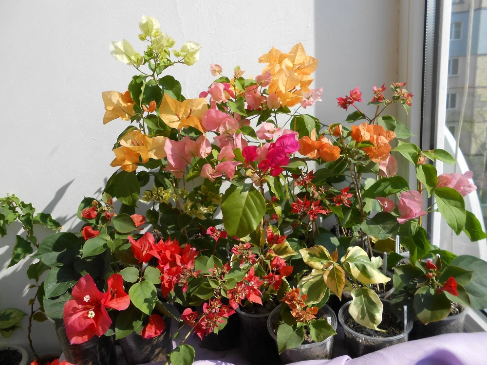 Hình ảnh hoa giấy ngũ sắc ghi lại vẻ đẹp sinh động