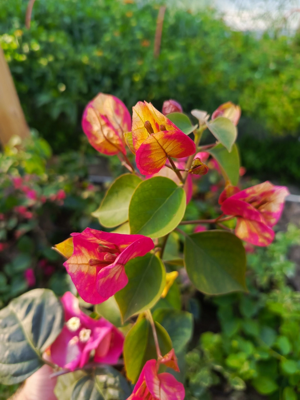 Hoa giấy ngũ sắc thái mang nét duyên miền nhiệt đới