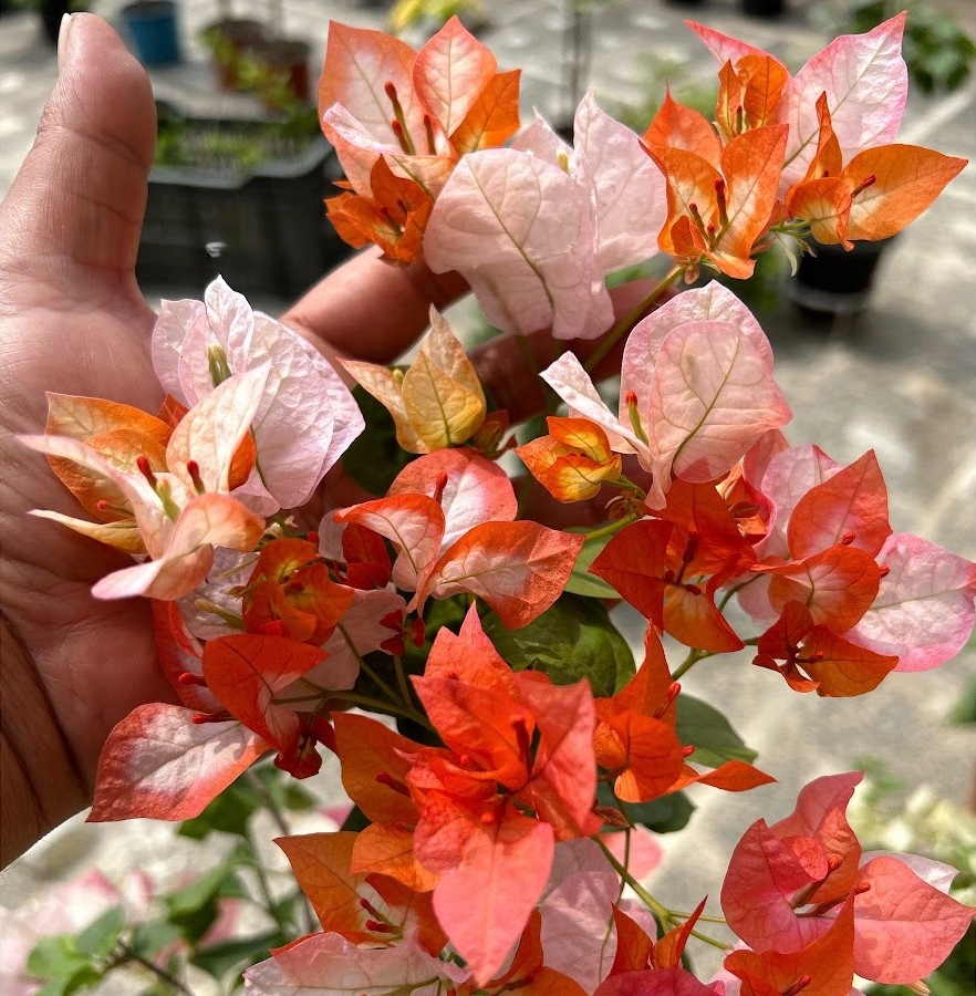 Bông giấy ngũ sắc bung nở đầy sức sống