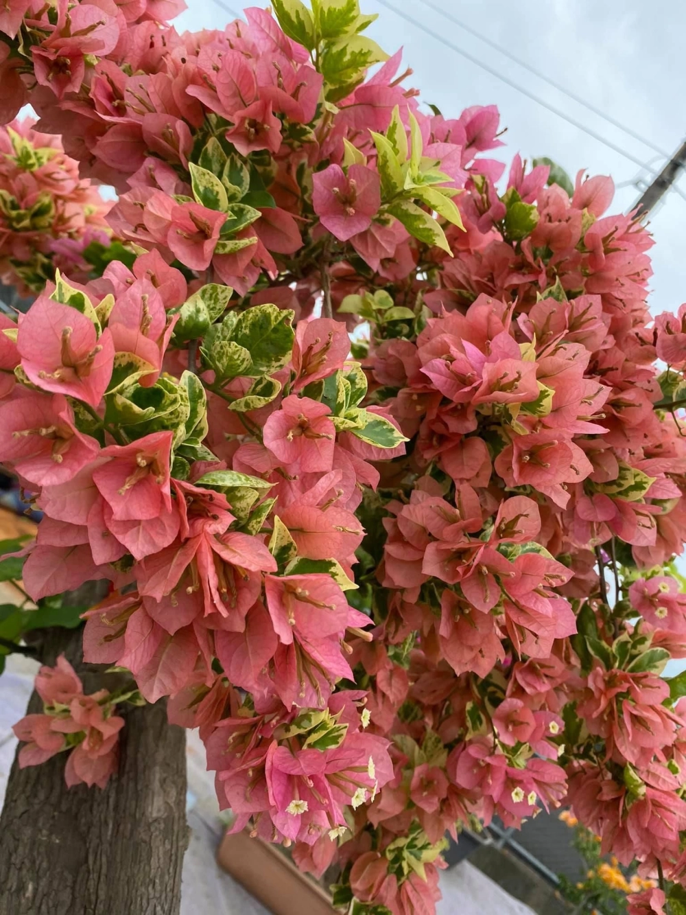 Hoa giấy ngũ sắc đẹp nhất khoe trọn sắc xuân