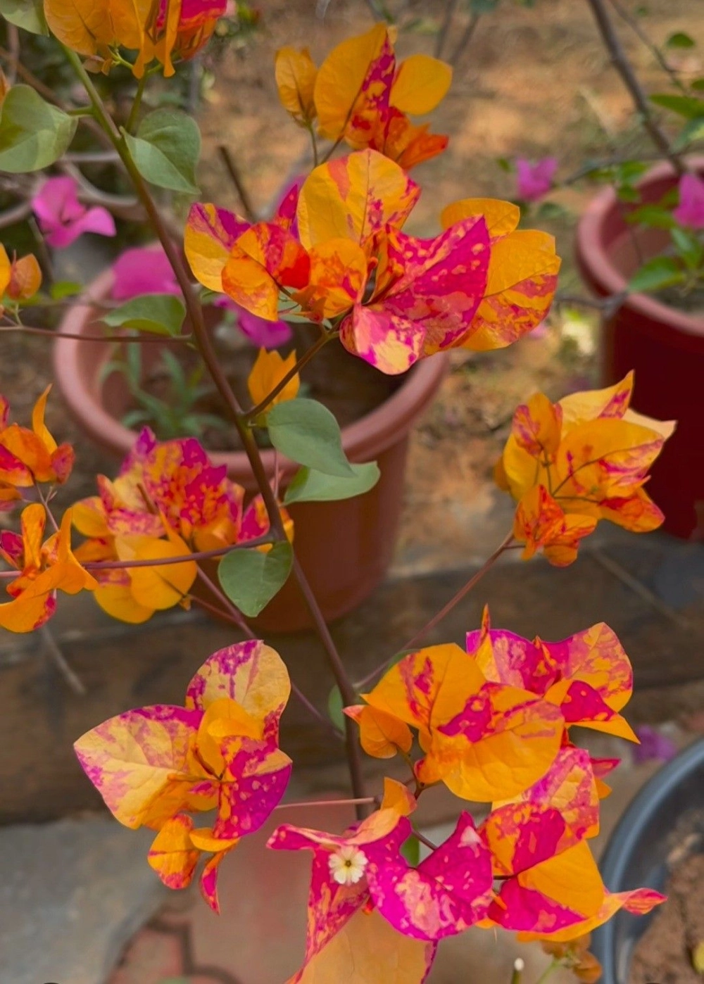 Xem hoa giấy ngũ sắc để cảm nhận vẻ đẹp thiên nhiên