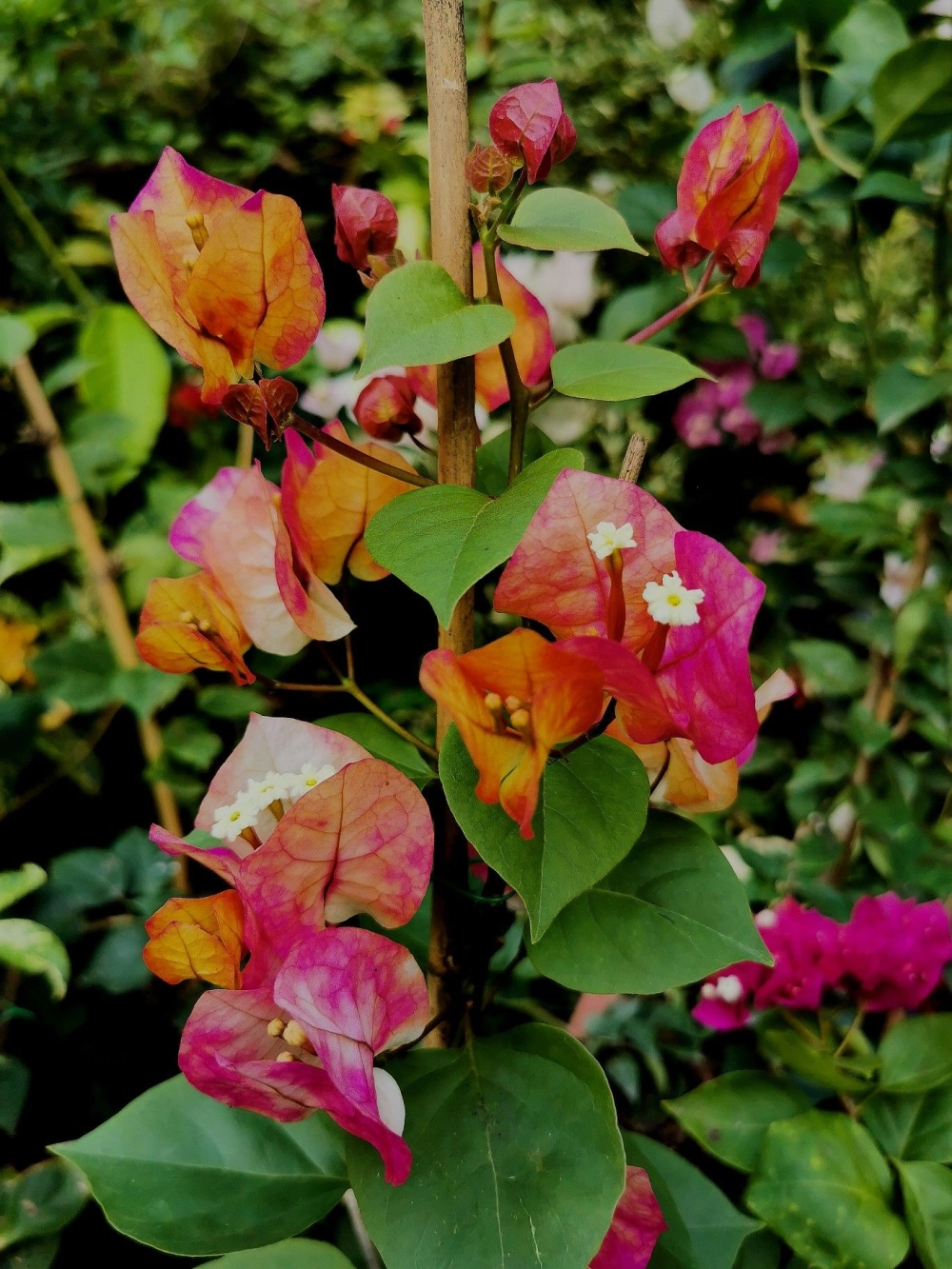 Hoa giấy ngũ sắc Việt mang nét đẹp quen thuộc