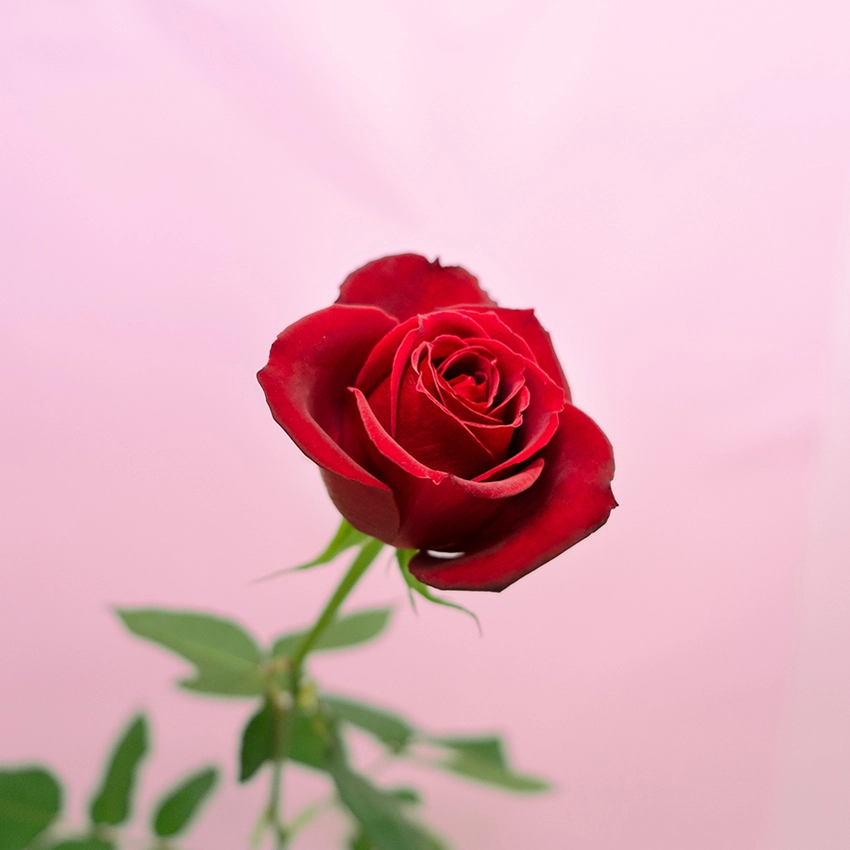 Hình ảnh hoa hồng mang vẻ đẹp say đắm lòng người