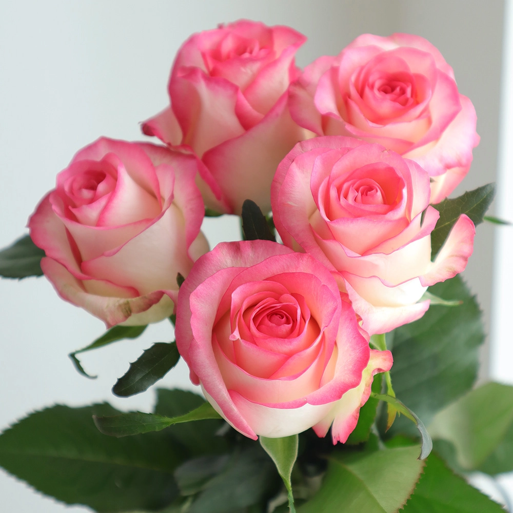 Hình nền hoa hồng tạo không gian lãng mạn tinh tế