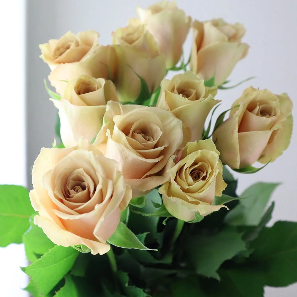 Ảnh hoa hồng ghi lại khoảnh khắc tinh khôi