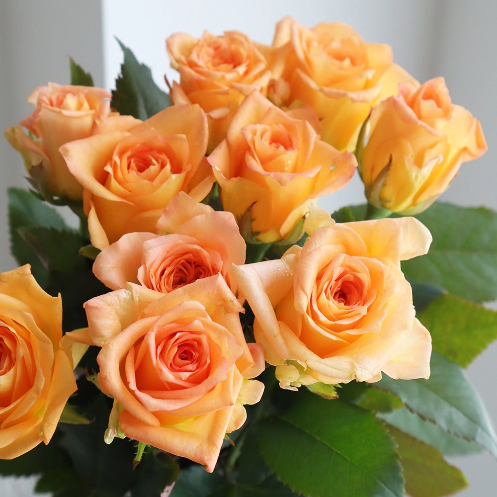 Những bông hoa hồng đẹp làm say mê mọi ánh nhìn