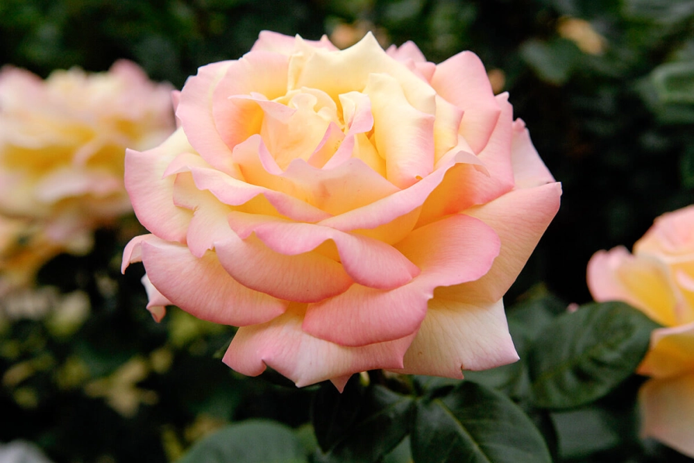 Hình ảnh hoa hồng 4k sắc nét đầy mê hoặc