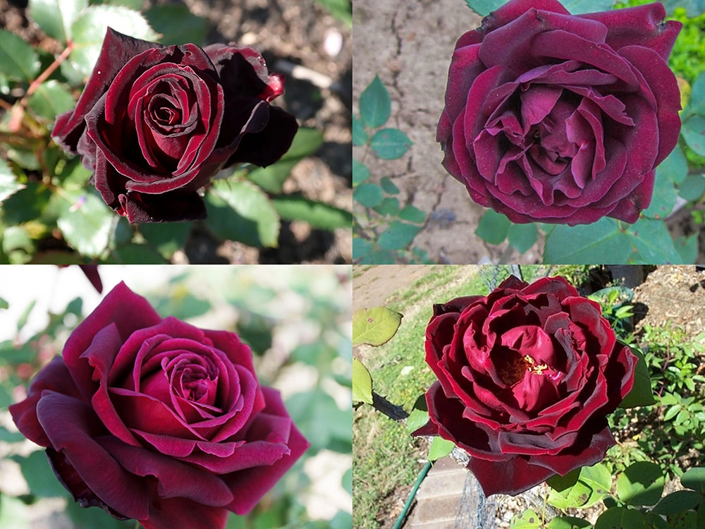 Hoa hồng tự nhiên mang vẻ đẹp thuần khiết