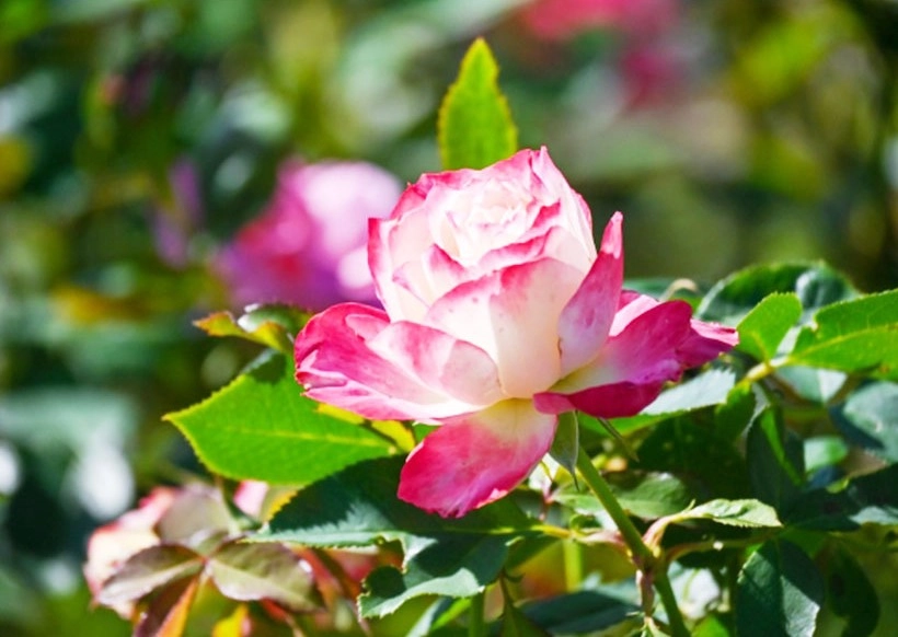 Hoa hồng đẹp tỏa hương quyến rũ trong ánh nắng