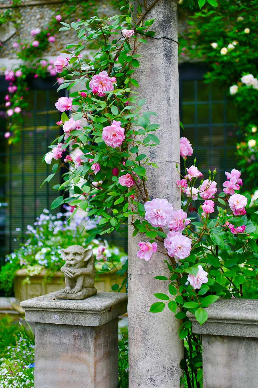 Cây hoa hồng leo tạo điểm nhấn lãng mạn cho sân vườn