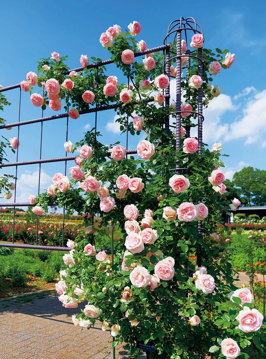 Các loại hoa hồng leo đa dạng màu sắc cuốn hút