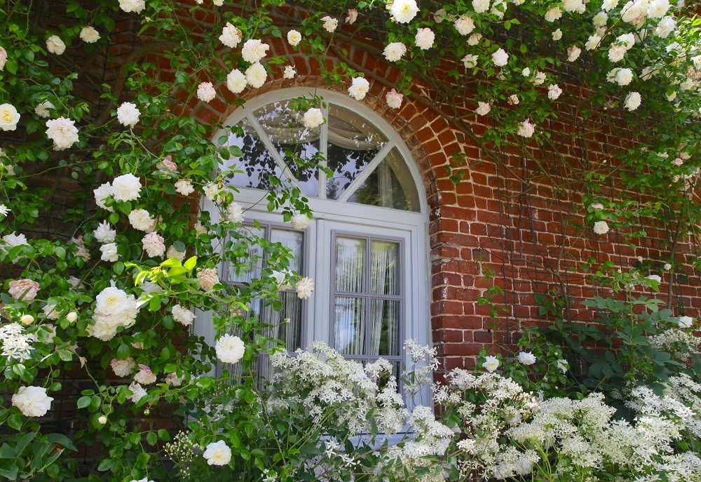 Cách trồng hoa hồng leo giúp cây phát triển khỏe