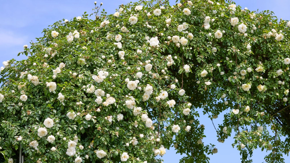 Cắt tỉa hoa hồng leo giúp cây ra hoa đều