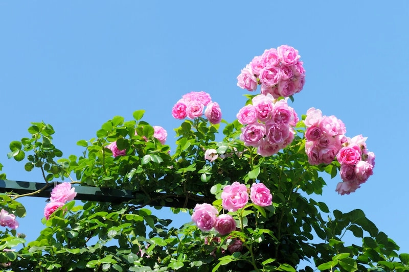 Hình ảnh hoa hồng leo ghi lại vẻ đẹp tự nhiên