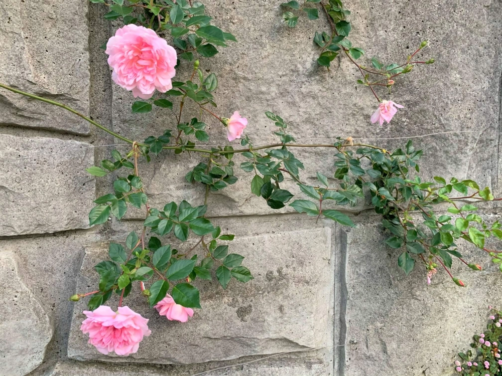 Ảnh hoa hồng leo đẹp mang cảm giác yên bình