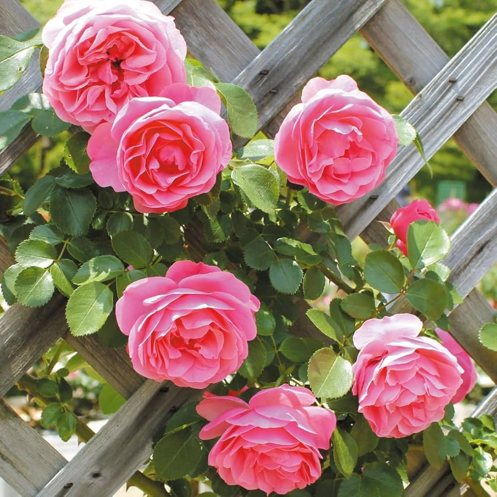 Ảnh nền hoa hồng leo phù hợp trang trí màn hình