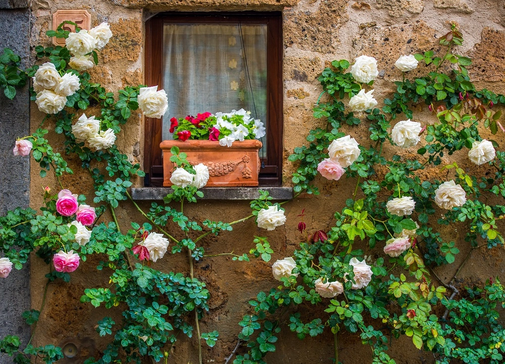 Xem hoa hồng leo để cảm nhận vẻ đẹp tinh tế