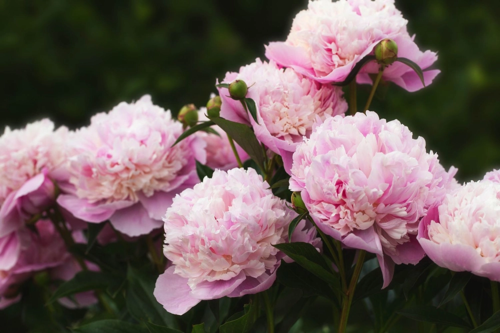 Ý nghĩa hoa mẫu đơn gắn với phú quý thịnh vượng