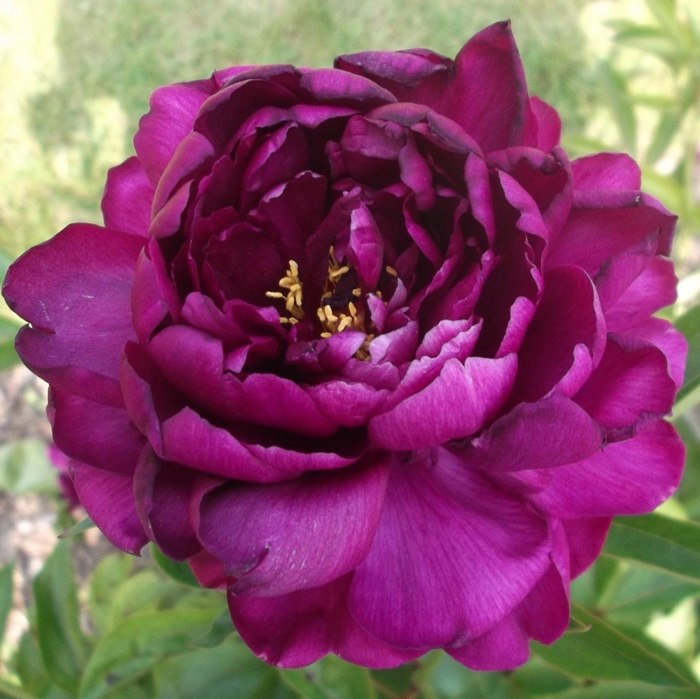 Ảnh hoa mẫu đơn thể hiện nét đẹp mềm mại