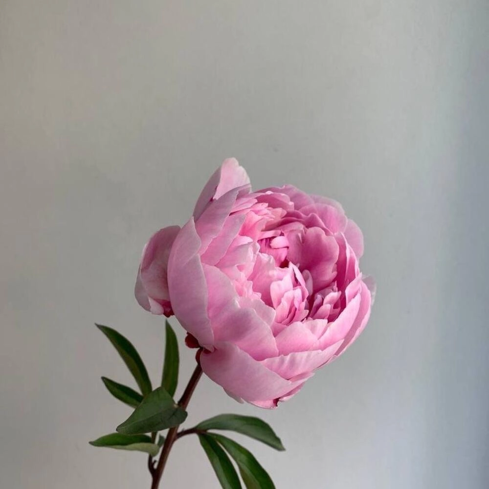 Hình ảnh hoa mẫu đơn hd rõ nét sống động